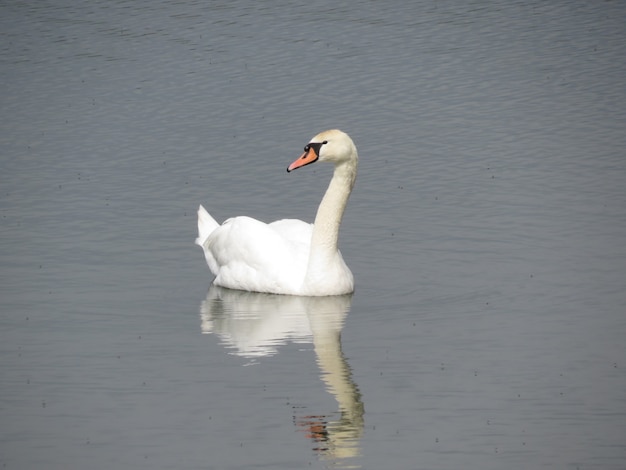 cygnes sur le lac dans le village