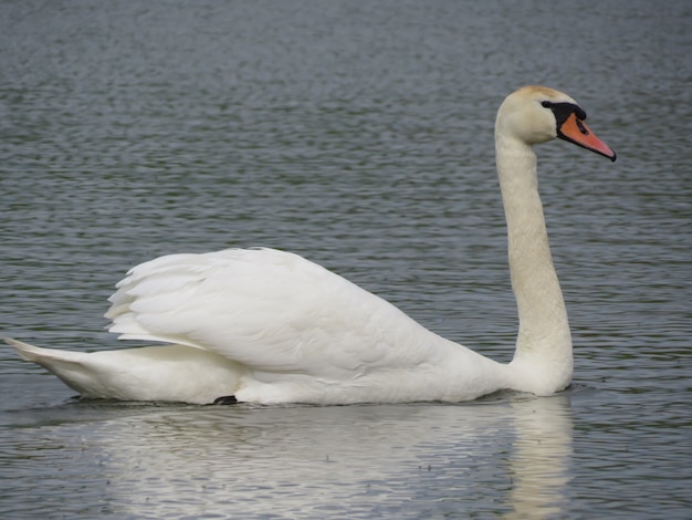 cygnes sur le lac dans le village