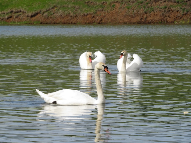 cygnes sur le lac dans le village