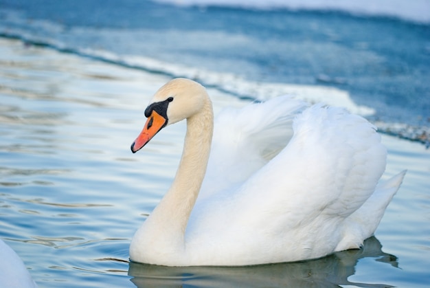 Cygnes sur le lac en hiver