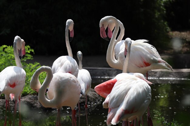 Des cygnes sur un lac