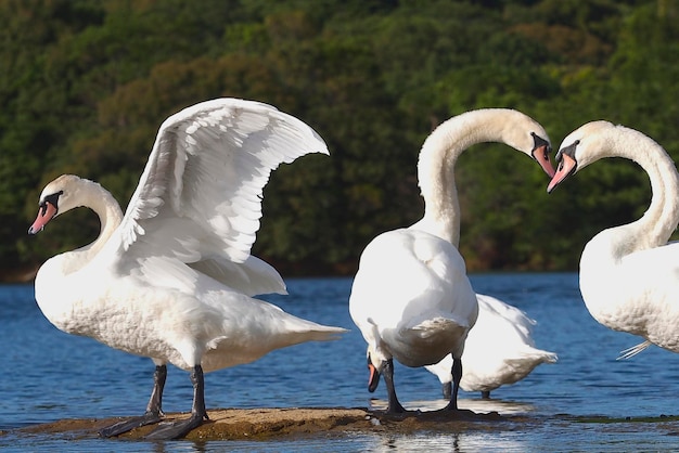 Photo des cygnes sur le lac