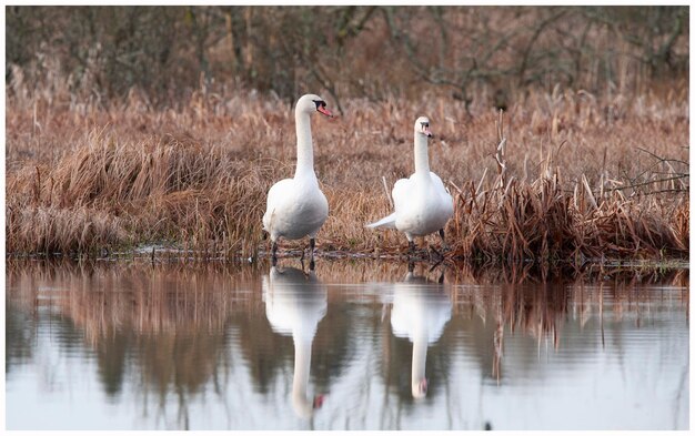 Des cygnes sur un lac