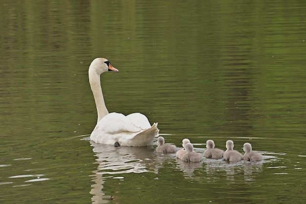 Cygnes sur le lac