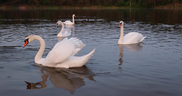 Photo des cygnes muets dans le lac au coucher du soleil