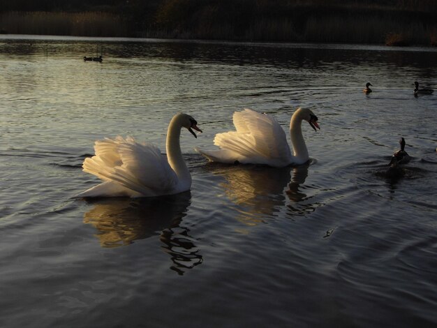 Photo des cygnes nageant dans le lac par une journée ensoleillée