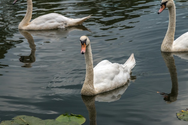 Des cygnes nageant dans le lac