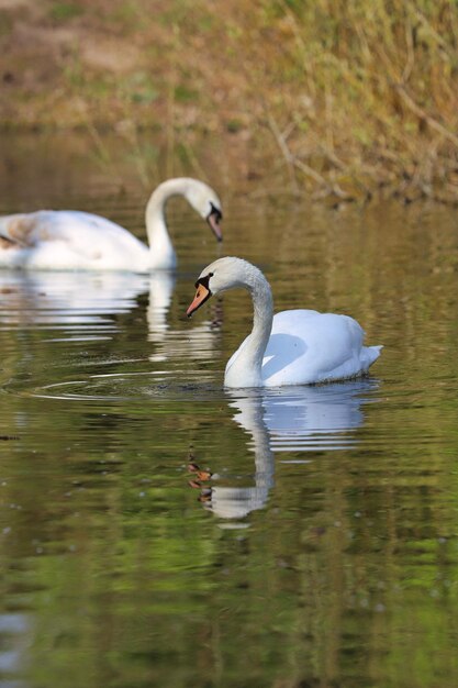 Photo des cygnes nageant dans le lac