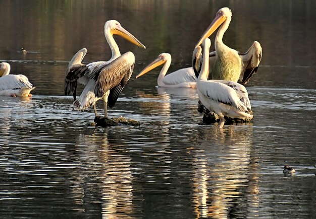 Photo des cygnes nageant dans le lac