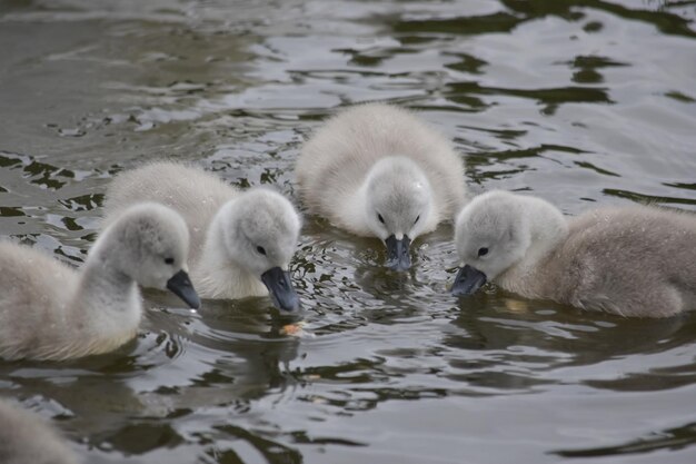 Photo des cygnes nageant dans le lac