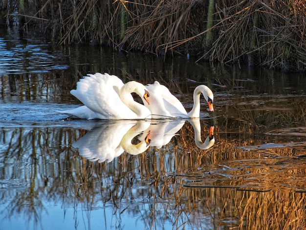 Photo des cygnes nageant dans le lac