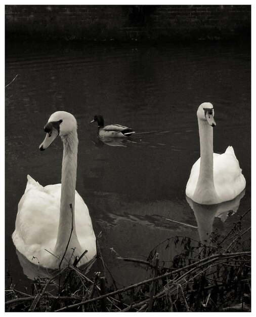 Photo des cygnes nageant dans le lac