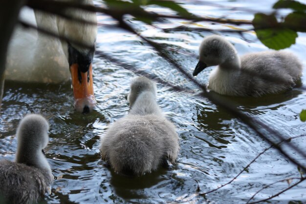 Photo des cygnes nageant dans le lac