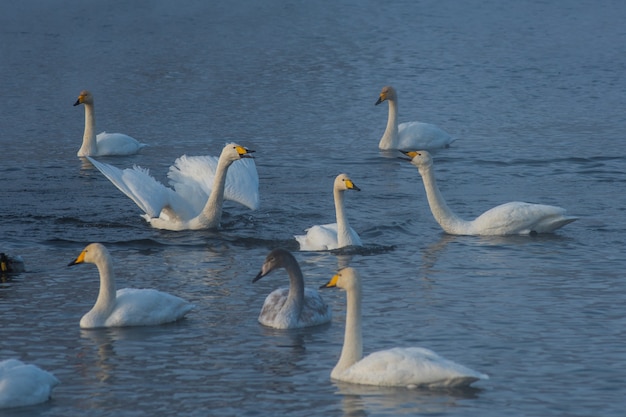 Cygnes nageant dans le lac