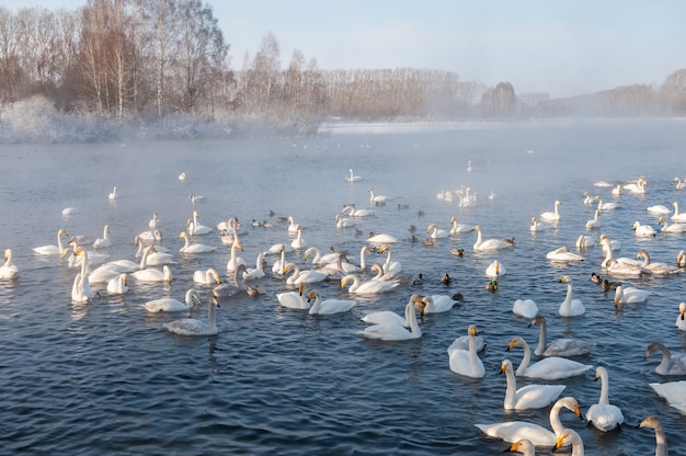 Cygnes nageant dans le lac