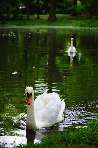 Photo des cygnes nageant dans la rivière