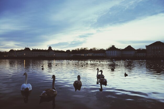 Des cygnes nageant sur le lac le soir dans le schlosspark nymphenburg