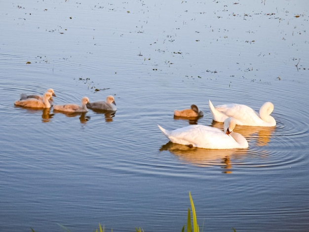 Les cygnes nagent dans l'étang Famille de cygnes