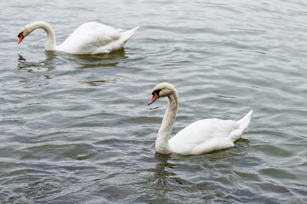 Les cygnes nagent ensemble dans le lac