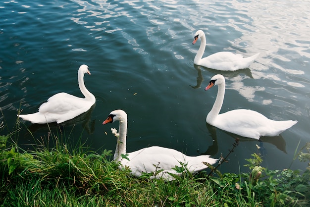 Cygnes Nature Gracieuse Nature Sauvage Concept