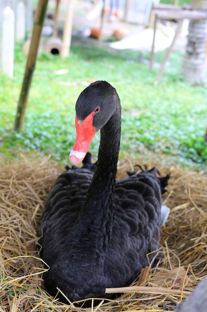 Cygnes noirs couchés dans une stalle.