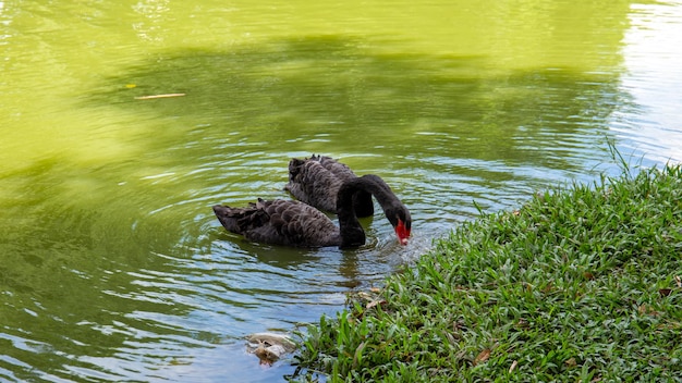 Photo des cygnes noirs dans le parc.