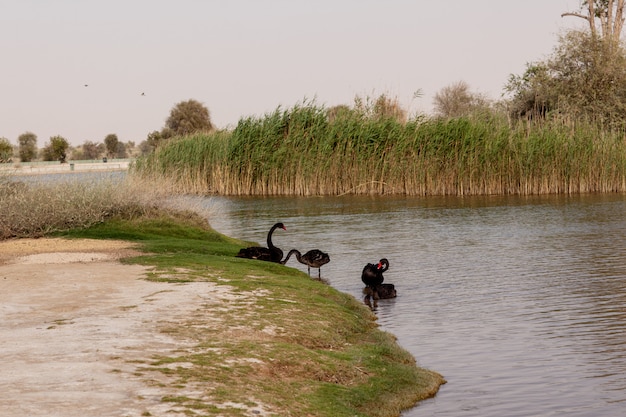 Cygnes noirs sur un lac désert dans un parc, Dubaï