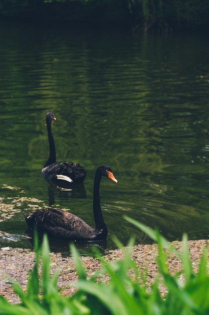 Cygnes noirs sur le lac