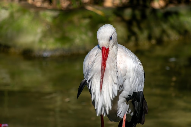 Les cygnes ont un long cou et un plumage noir et blanc