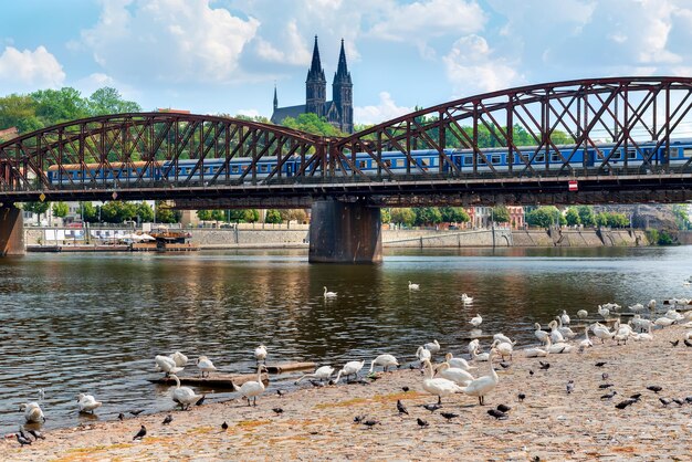 Cygnes près du pont ferroviaire avec vue sur la cathédrale Saint-Pierre et Paul à Prague