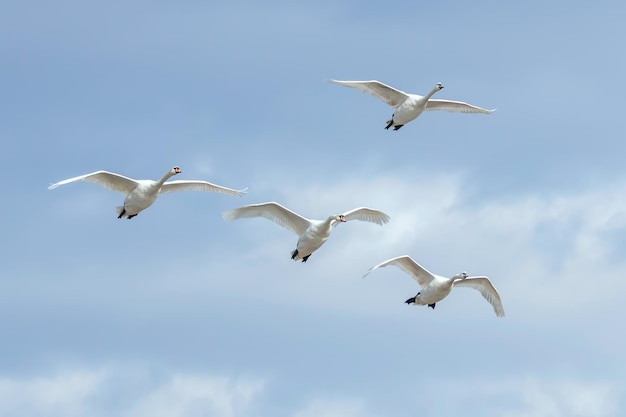 Cygnes en vol ciel bleu (Cygnus olor)