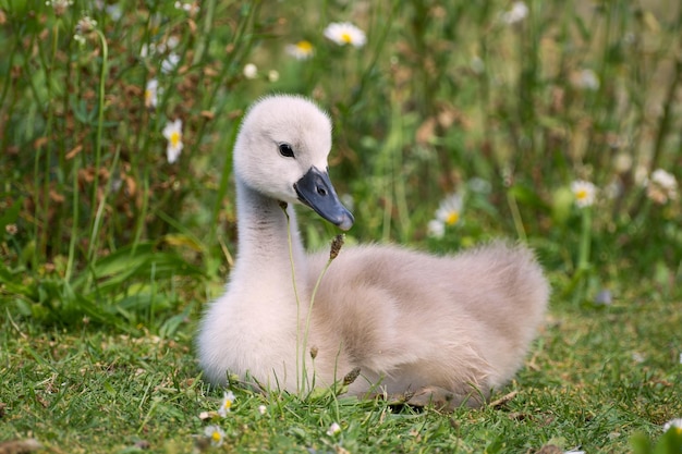 cygnet ou swanling se trouve sur l'herbe verte