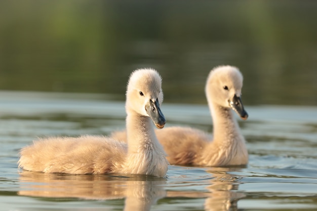 Cygnets sur l'eau pendant le coucher du soleil