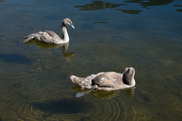 Cygnets illuminés au soleil sur le lac Hallstatt