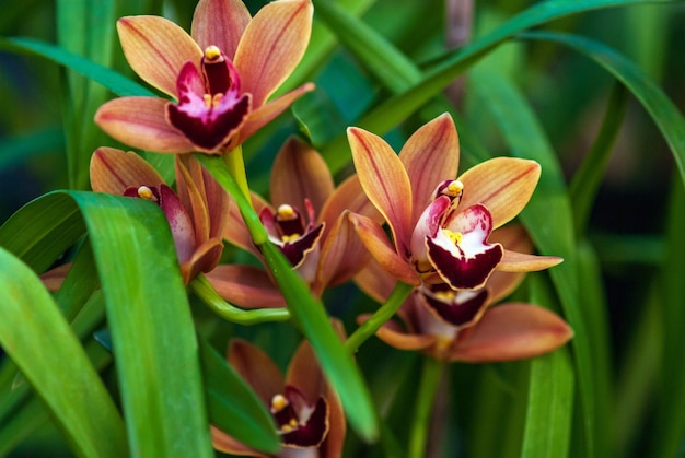 Cymbidium Burgundian Chateau orchid - fleurs d'orchidées brun orange, gros plan