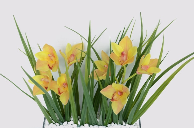 Cymbidium jaune pour le fond