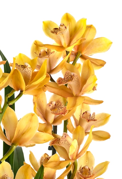 cymbidium en studio