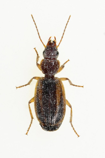 Cymindis lineola est une espèce de coléoptère de la famille des Carabidae