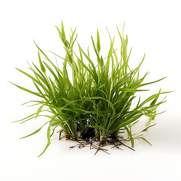 Photo cymodocea olivegreen seagrass avec des feuilles étroites de type straplike aqua plant isolée sur blanc bg