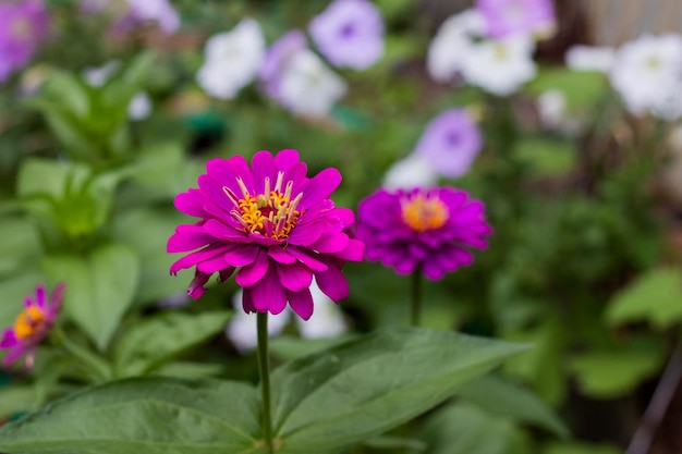 Cynia violette dans le jardin