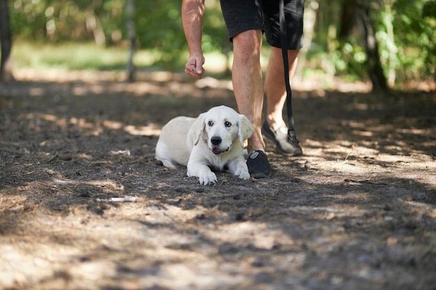 Cynologist forme un golden retriever dans le parc en été. chiot golden retriever avec maître-chien.