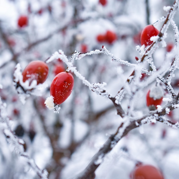 Cynorrhodon rouge en hiver sous le gel