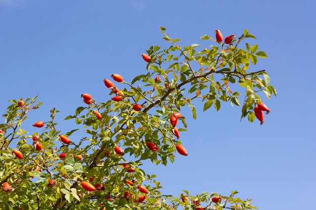 Cynorrhodons et ciel bleu