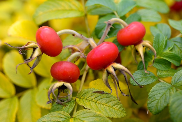 Les cynorrhodons, dog rose poussant sur le buisson à l'automne, macro