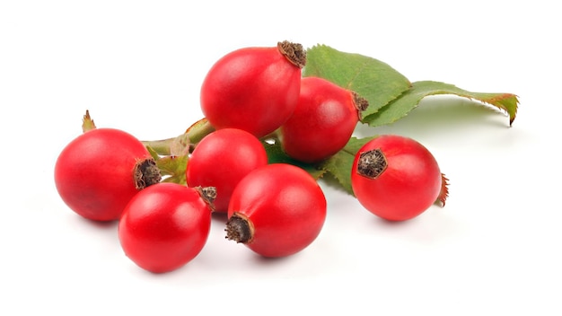 Cynorrhodons (fruits de Rosa canina) isolés sur fond blanc.