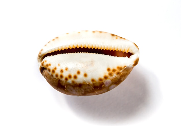 Cypraea tigris, cauris tigre, isolé sur fond blanc