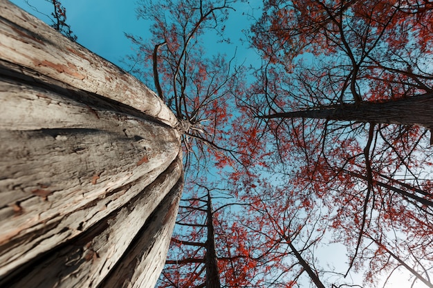 Cyprès en automne avec des feuilles rouges contre le ciel bleu avec des rayons de soleil