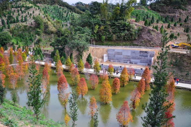 Cyprès chauve d'hiver coloré virant au rouge en automne dans un beau jardin à Sanwan Miaoli Taiwan