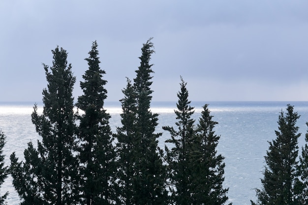 Cyprès dans le contexte d'une mer d'hiver nuageuse avec une tache solaire près de l'horizon
