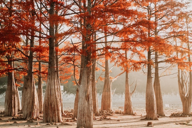 cyprès dans la forêt en automne